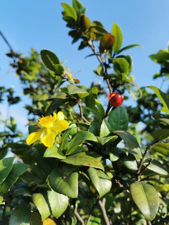 Ochna serrulata 27