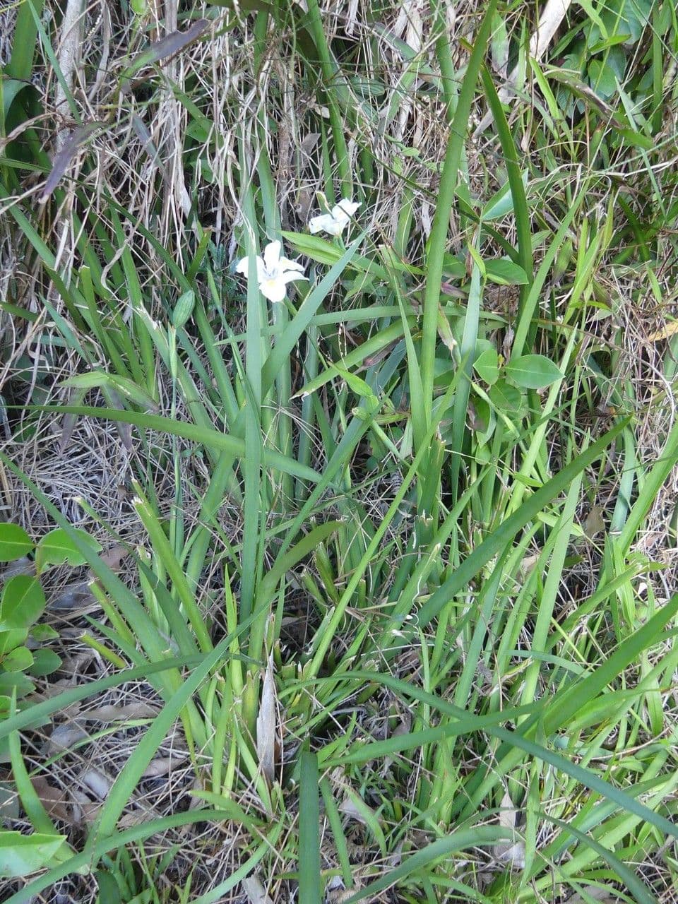 Iris selvatico 10