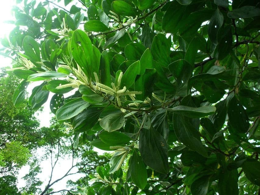 Akacja mangium 11