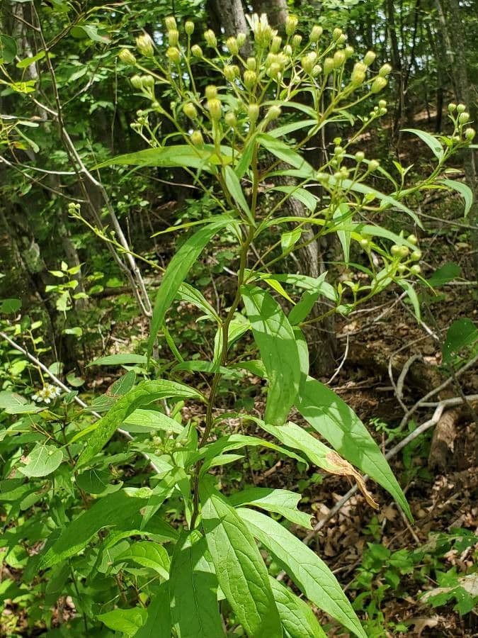 Doellingeria umbellata 13