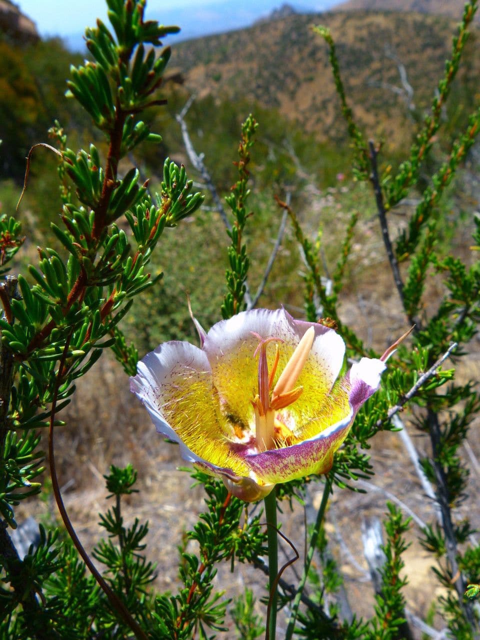 Calochortus plummerae 3