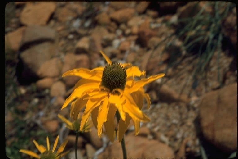 Rutenbeckia 6