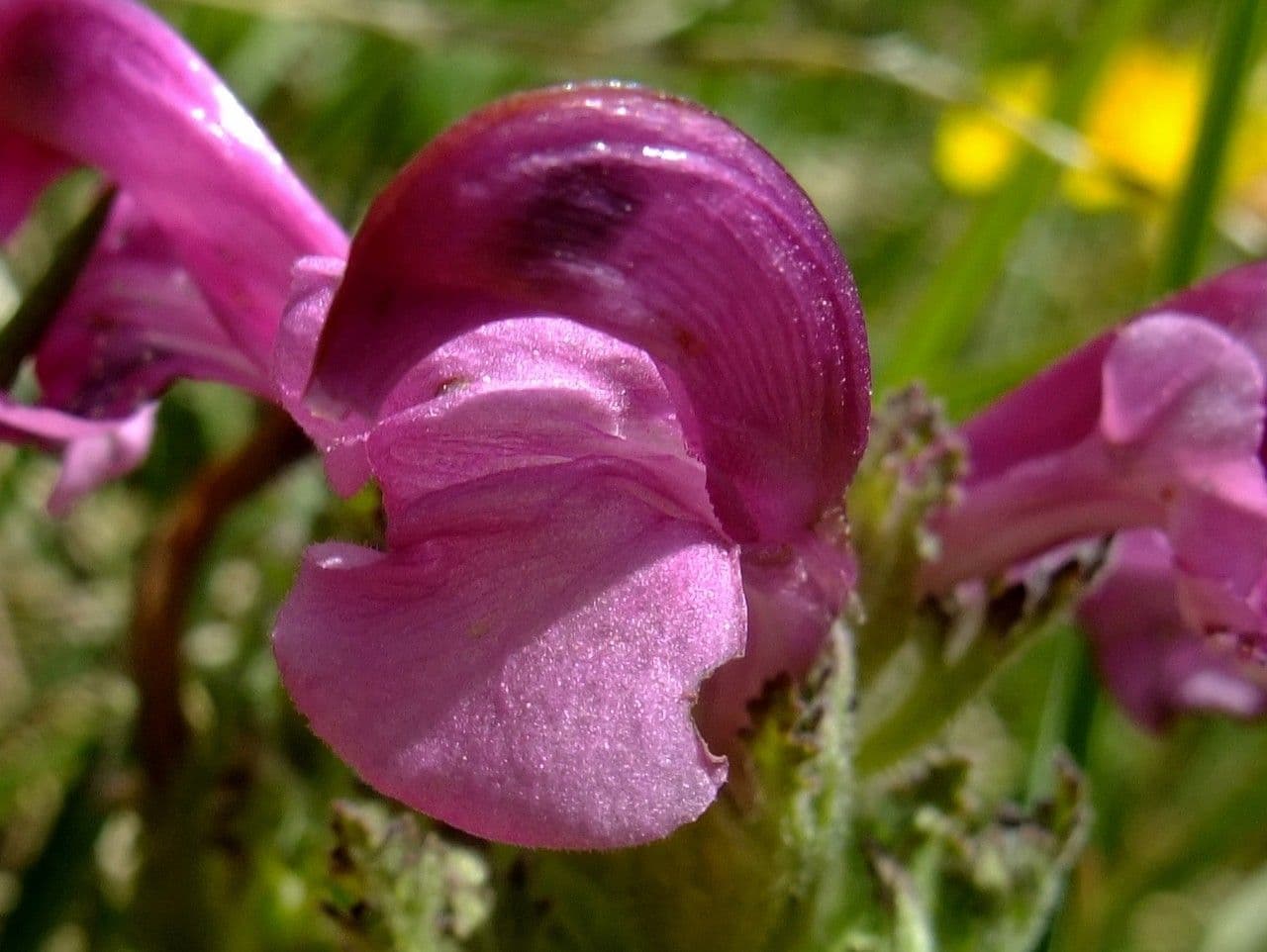 Pedicularis gyroflexa 4