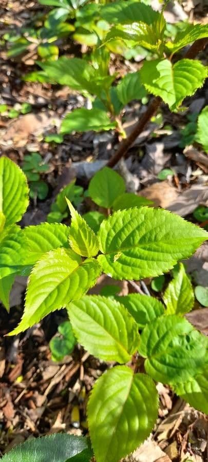 Chinese stachyurus 8