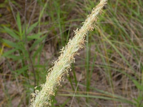 American beach grass 9