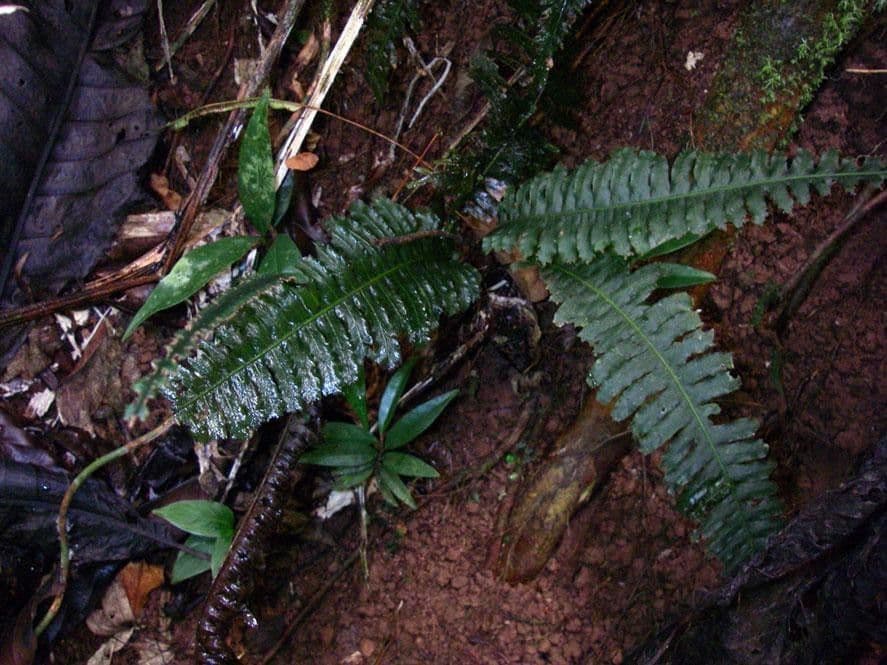 Trichomanes 2