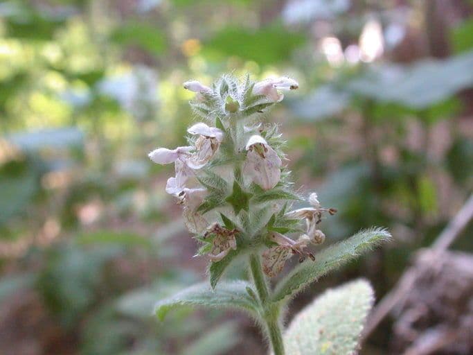 Rasca chlpatá