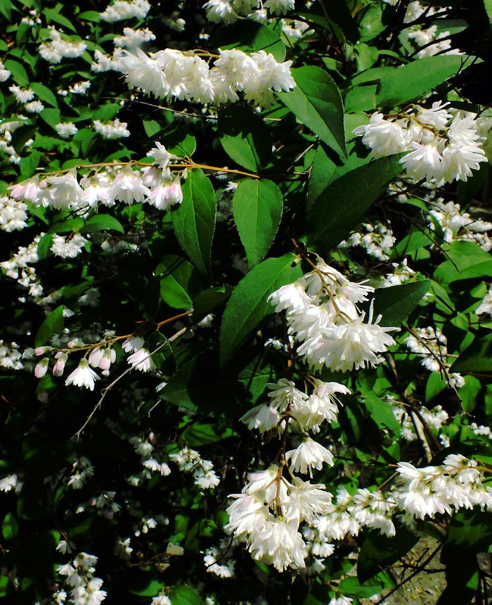 Deutzia scabra 12
