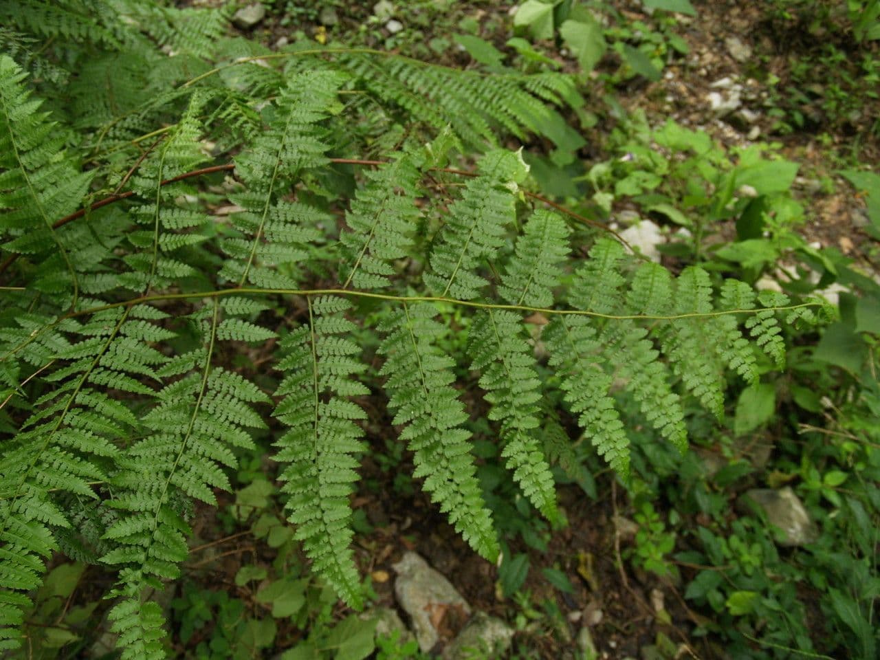 Papracka 3