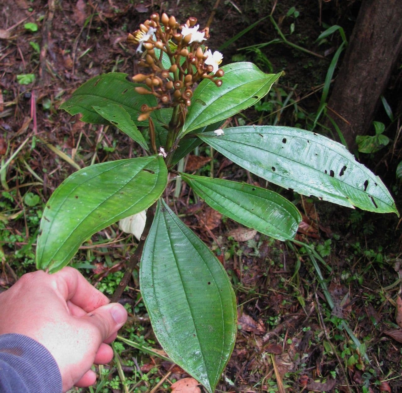 Conostegia luquillo 20