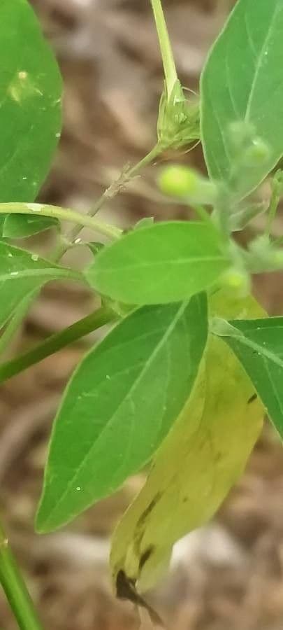 Rhinacanthus 8
