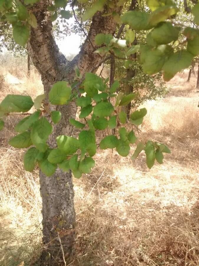 Sughera 19