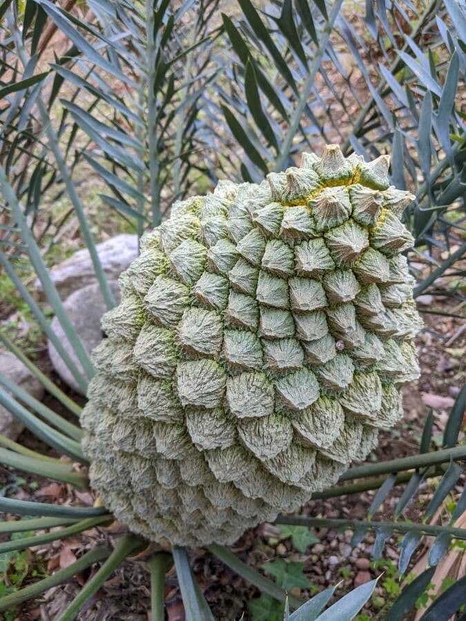 Moore-Zamia 7