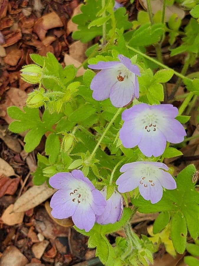 Nemophila 6
