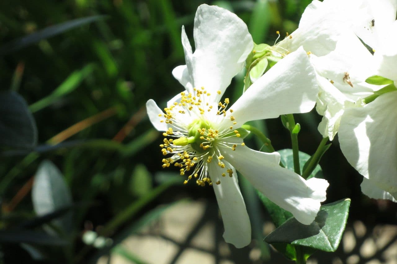 Baum-Anemone 21