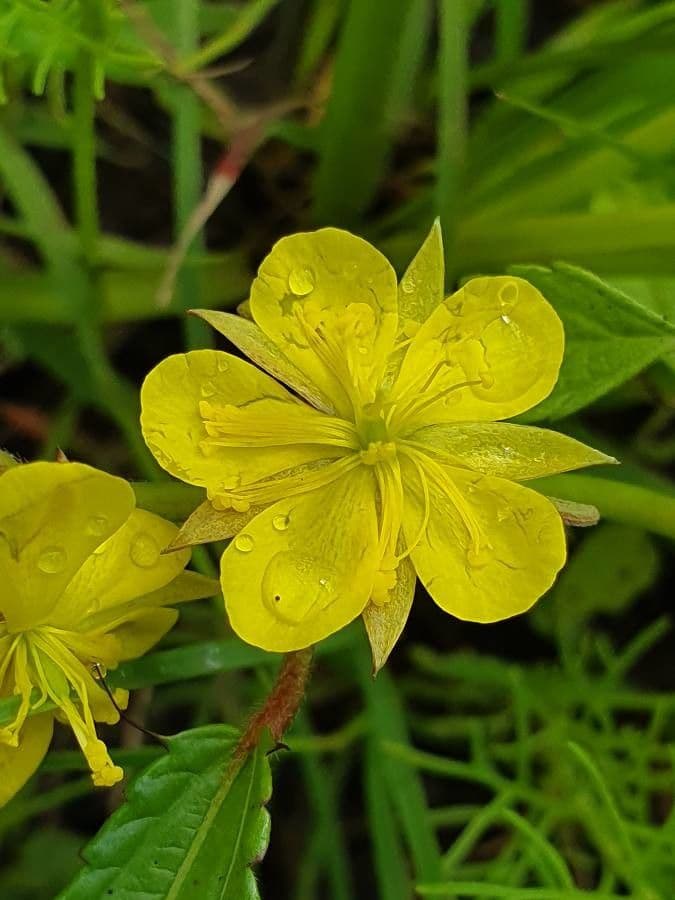 Corchorus trilocularis 8