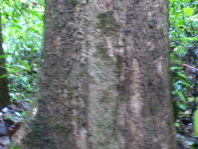 Erisma 5