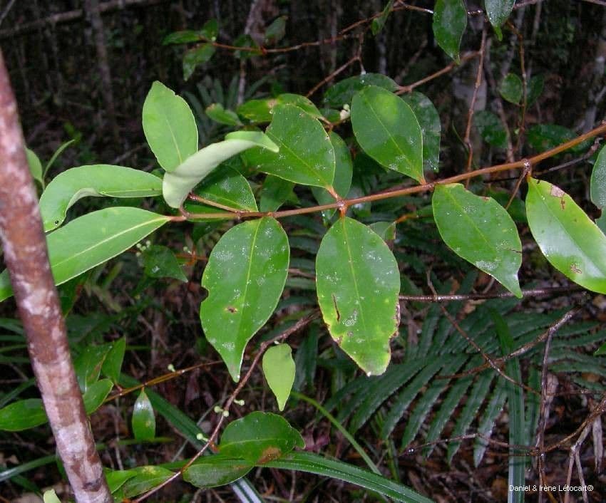 Garcinia 18