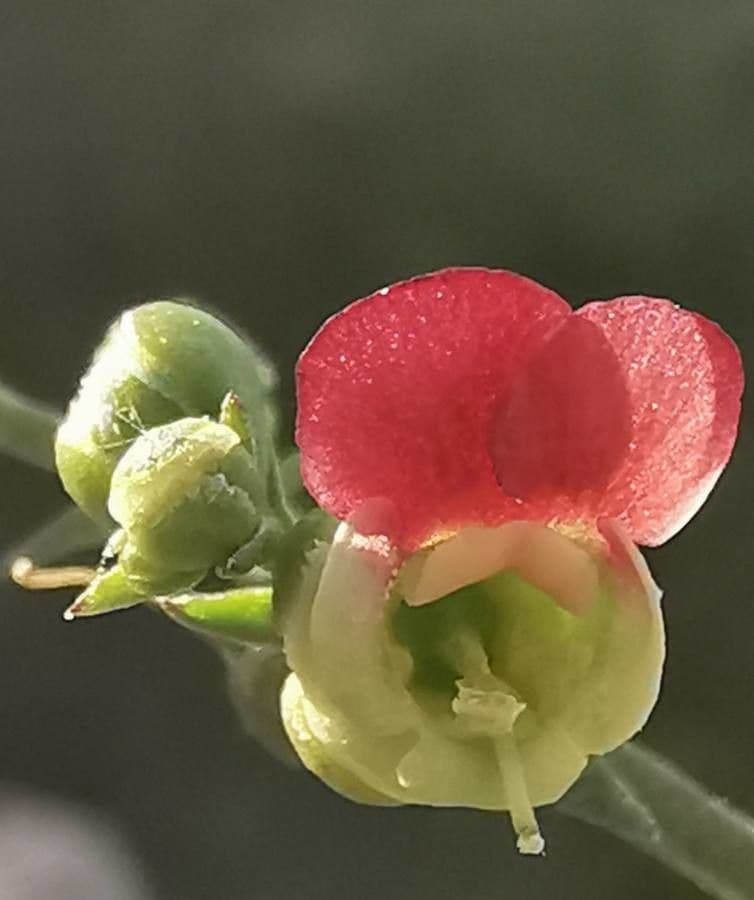 Scrofularia lucida 3