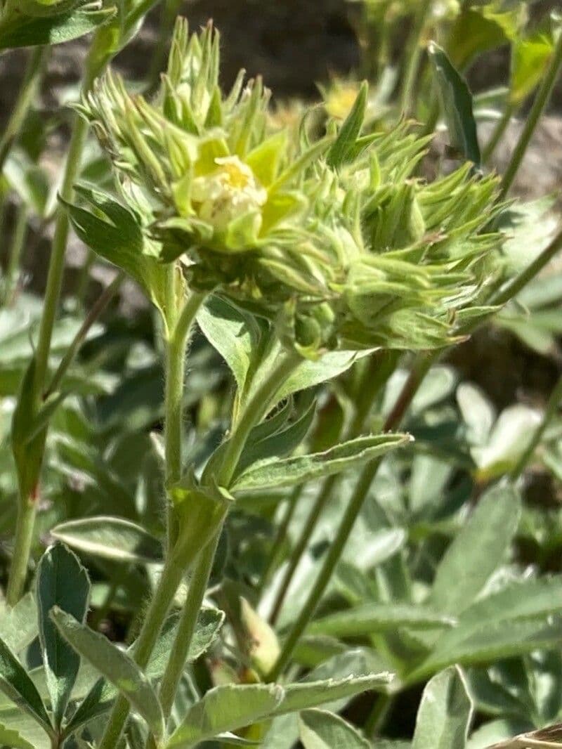 Potentilla valderiana 6