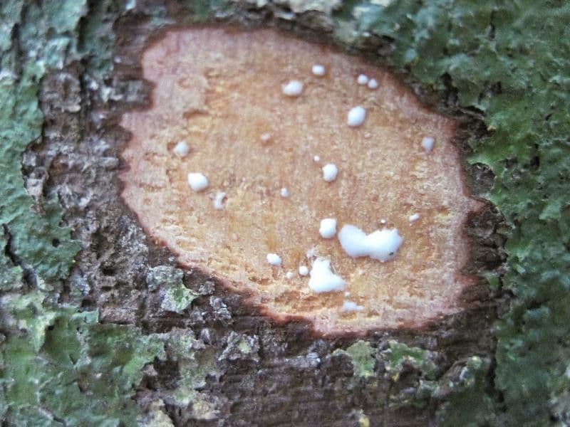 Brosimum rubescens