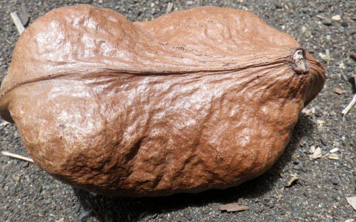 Heritiera 4