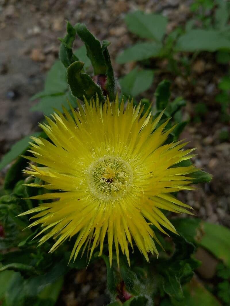 Carpanthea