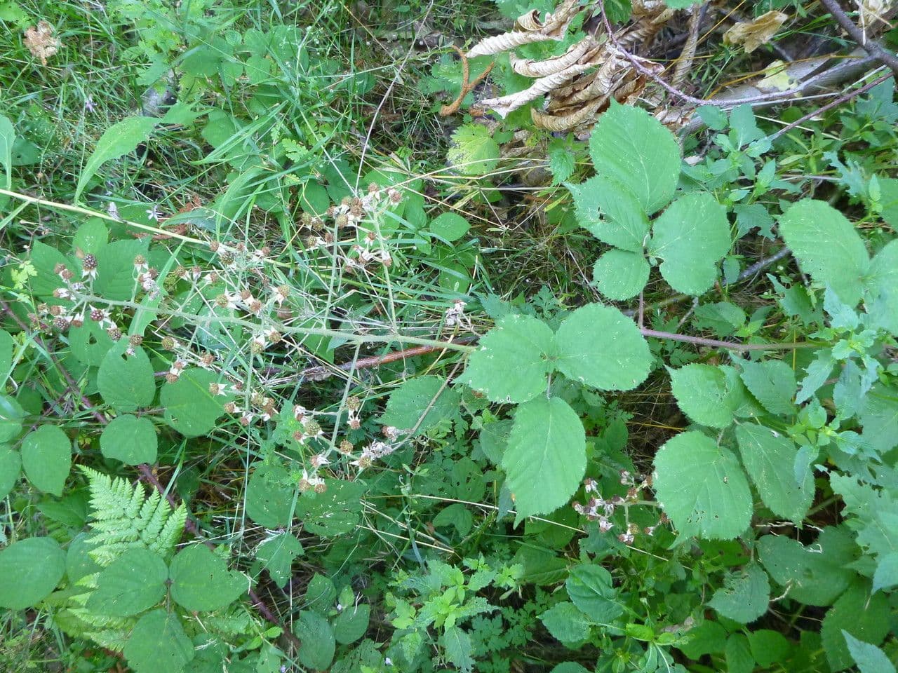 Großährige Brombeere 7