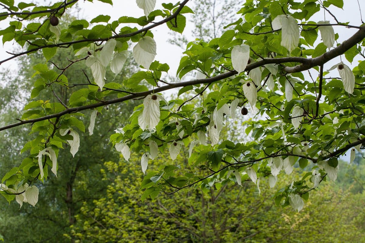 Taschentuchbaum 23