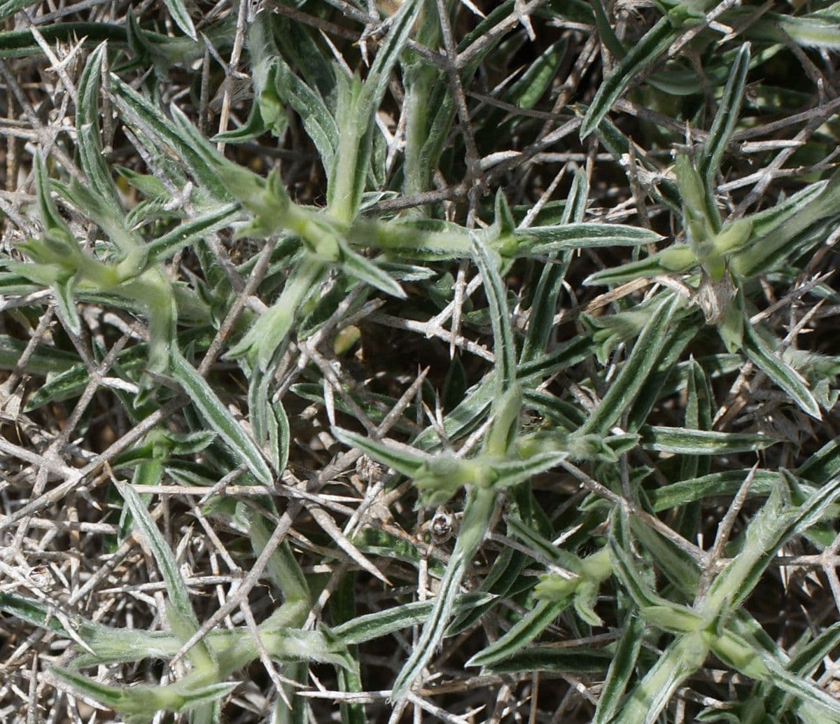 Lithodora 8