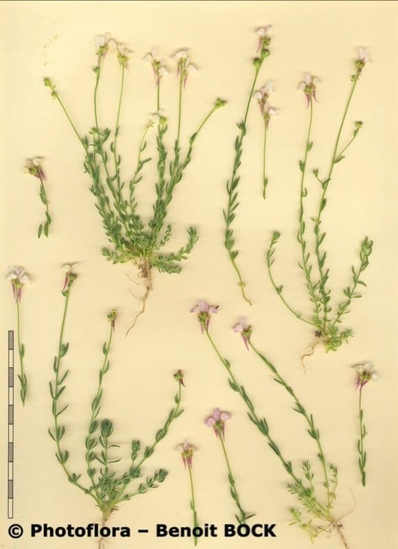 Linaria ametista 17