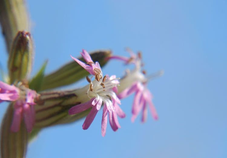 Silene scouleri