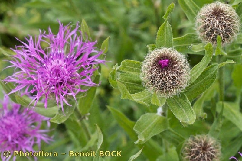 Centaurea nervée 27