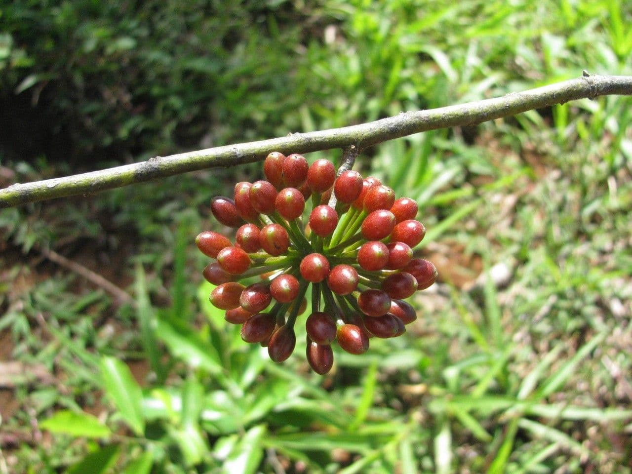 Guatteria 4