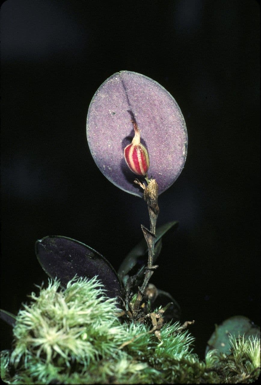 Trichosalpinx