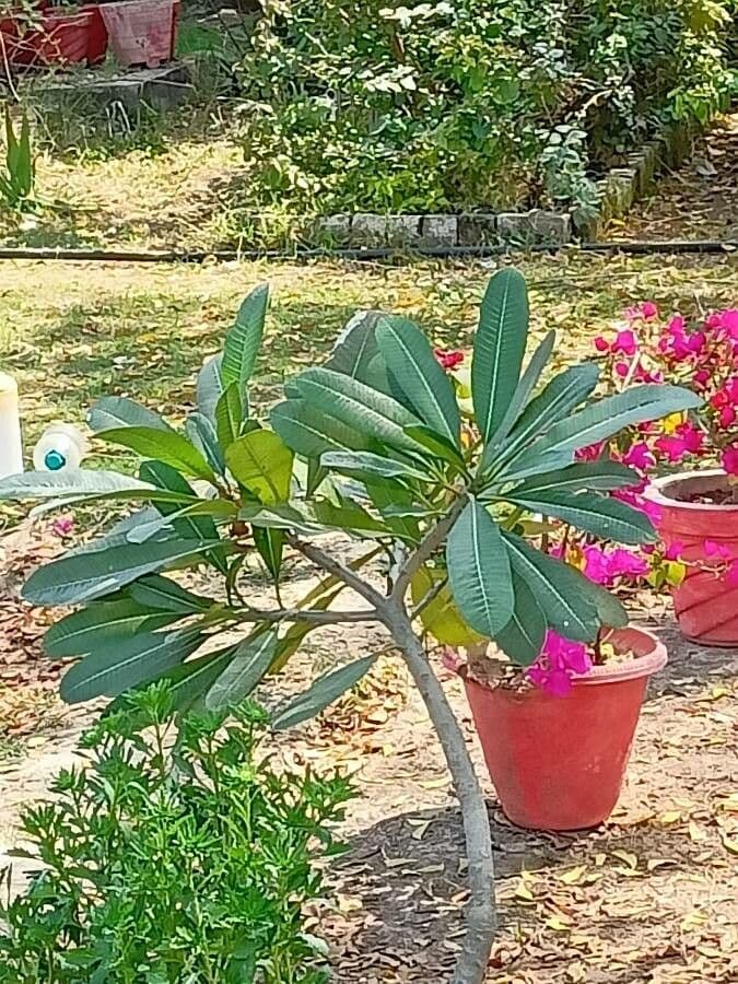 Frangipani 17