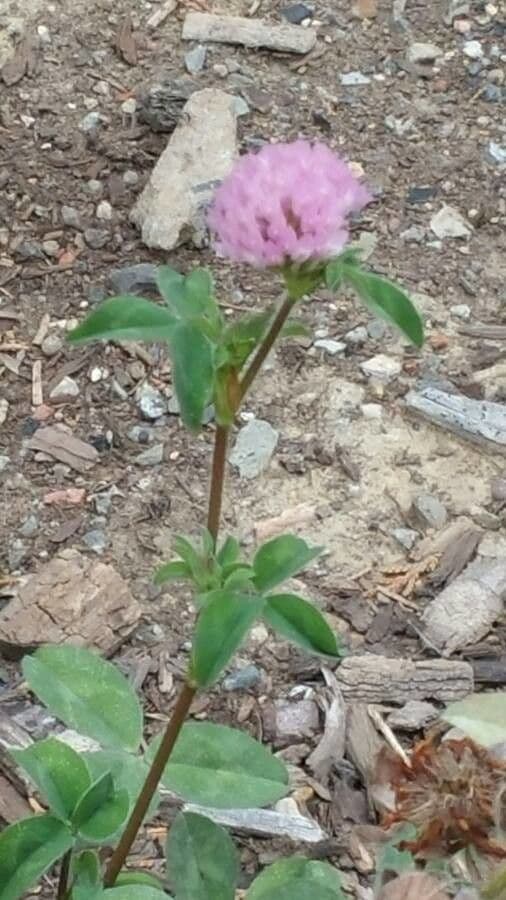 Monardella villosa 19