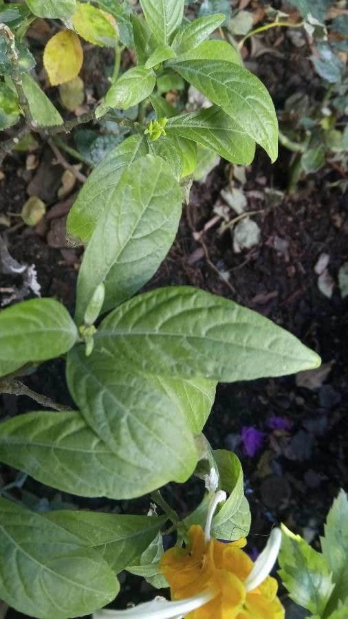 Pachystachys 12