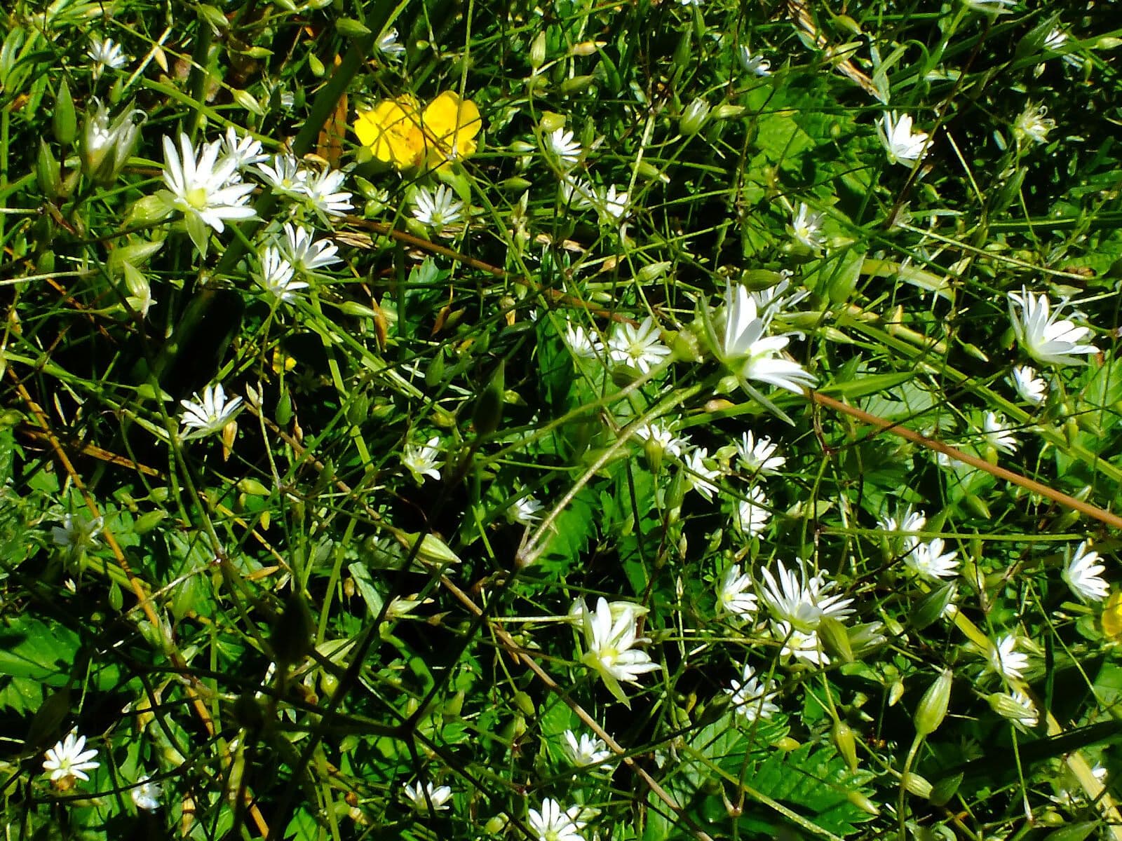 Stellaria carnosa 5