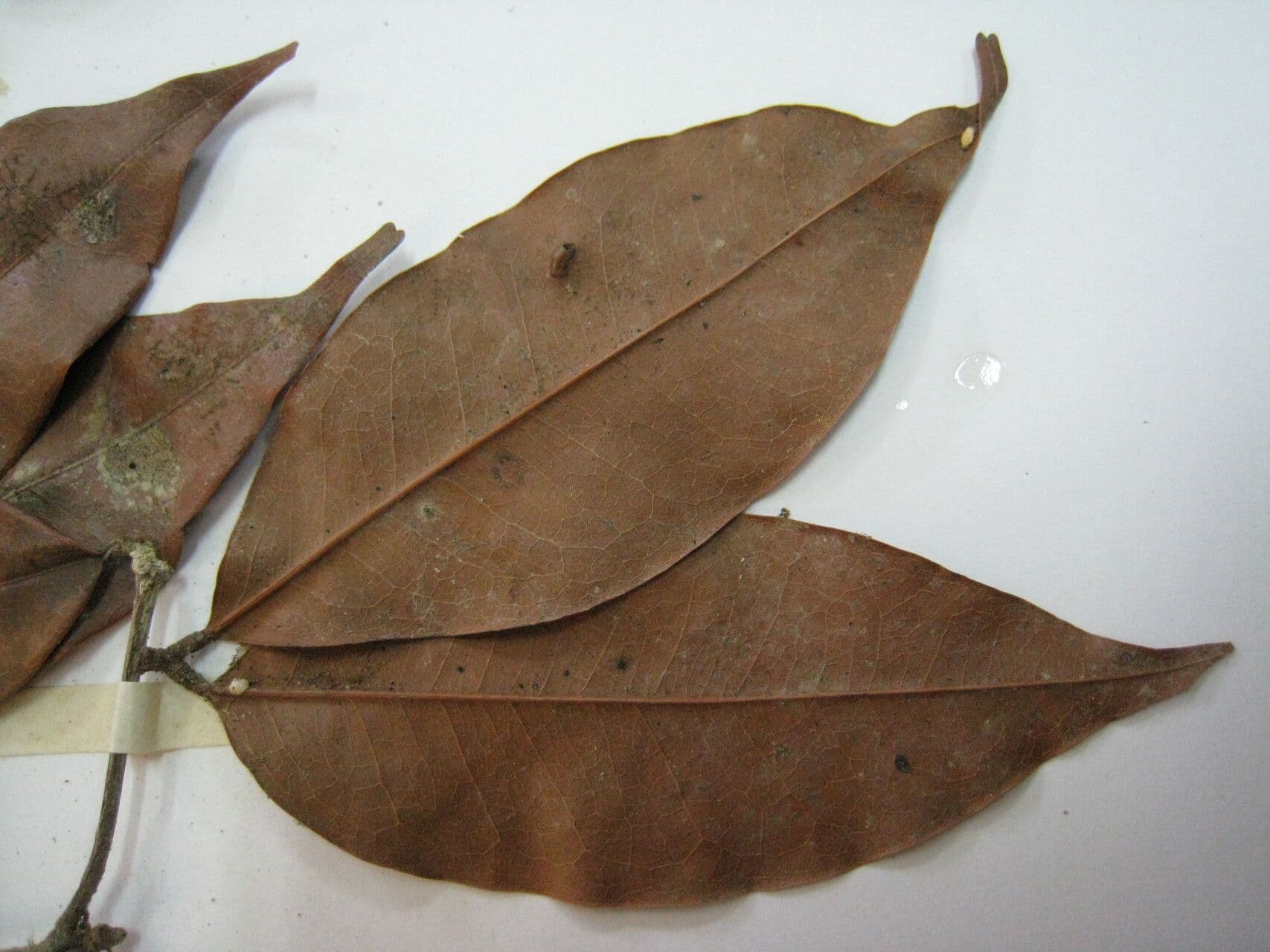 Cynometra 4