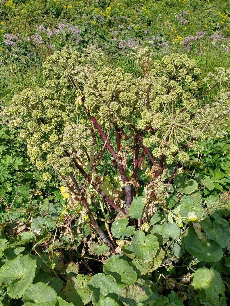 Angelica 7
