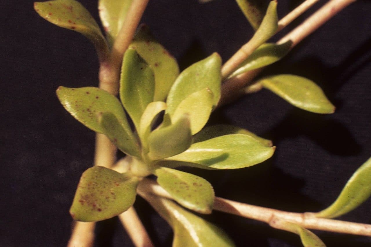 Claytonia parviflora 14