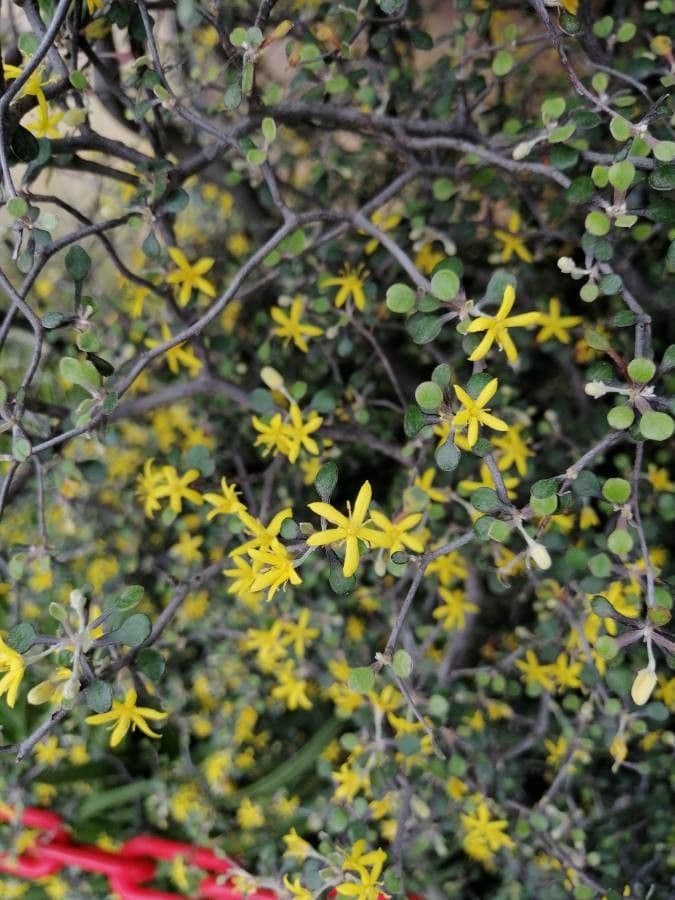 Corokia 7