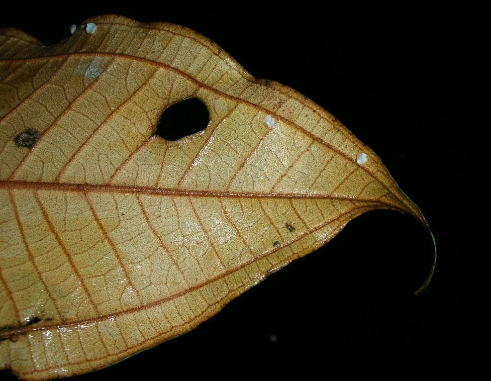 Miconia punteggiata 9
