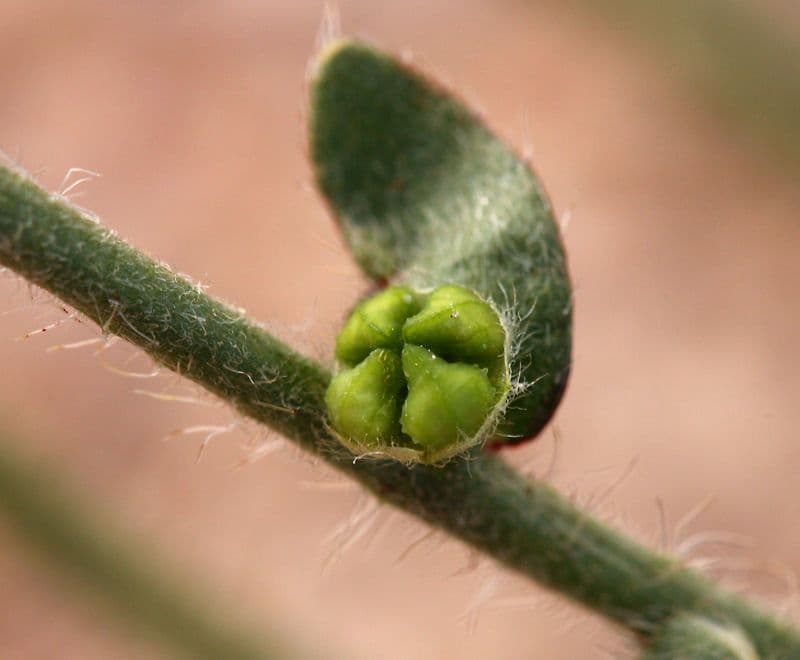 Plagiobothrys