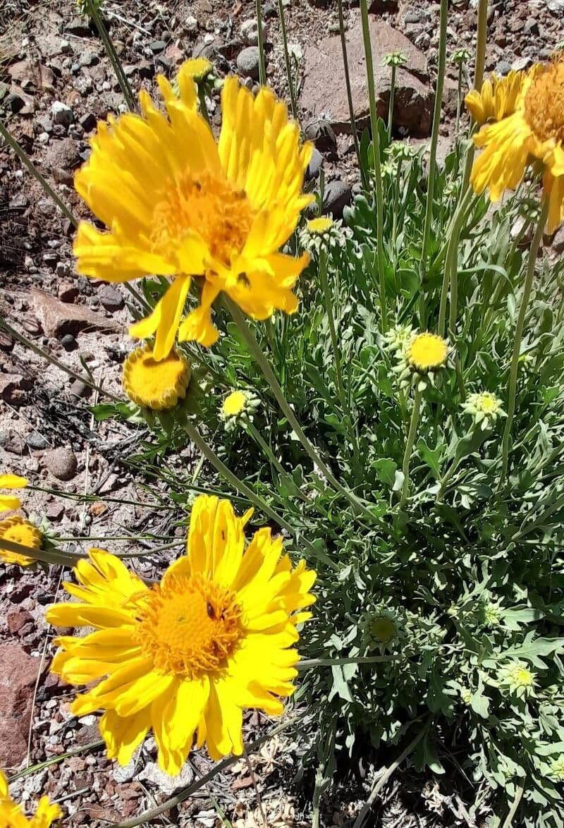 Gaillardia cabrerae