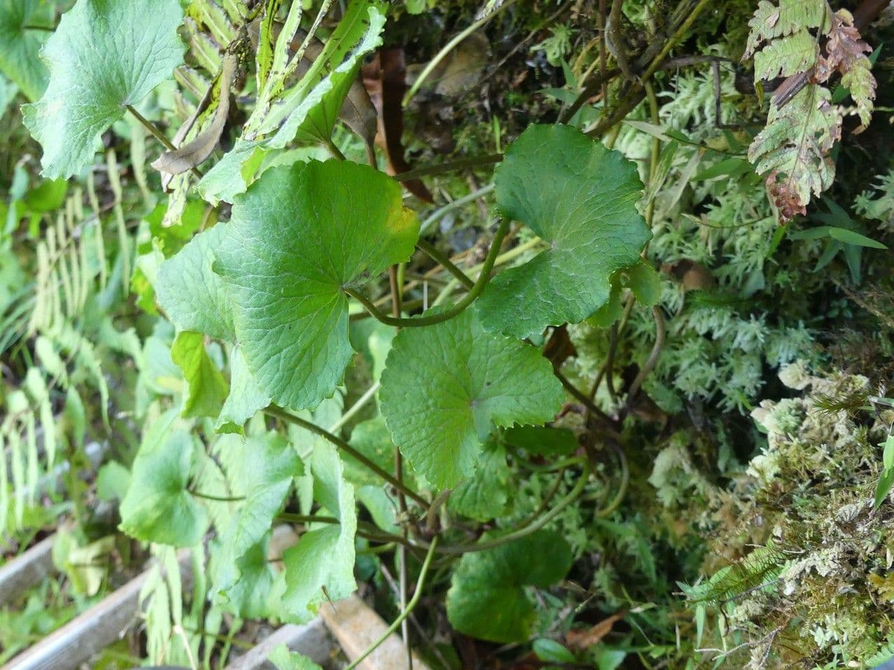 Centella asiatica 10