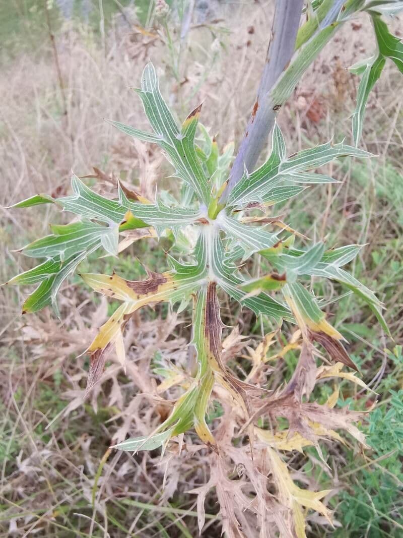 Panicaut d'améthyste 15