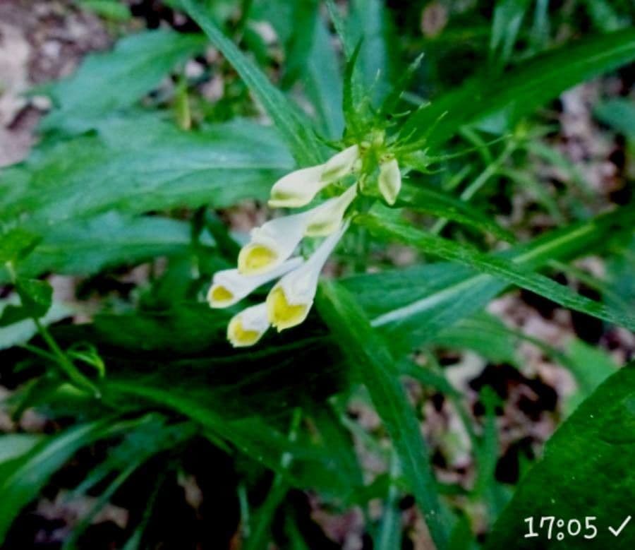 Melampyrum lineare 4