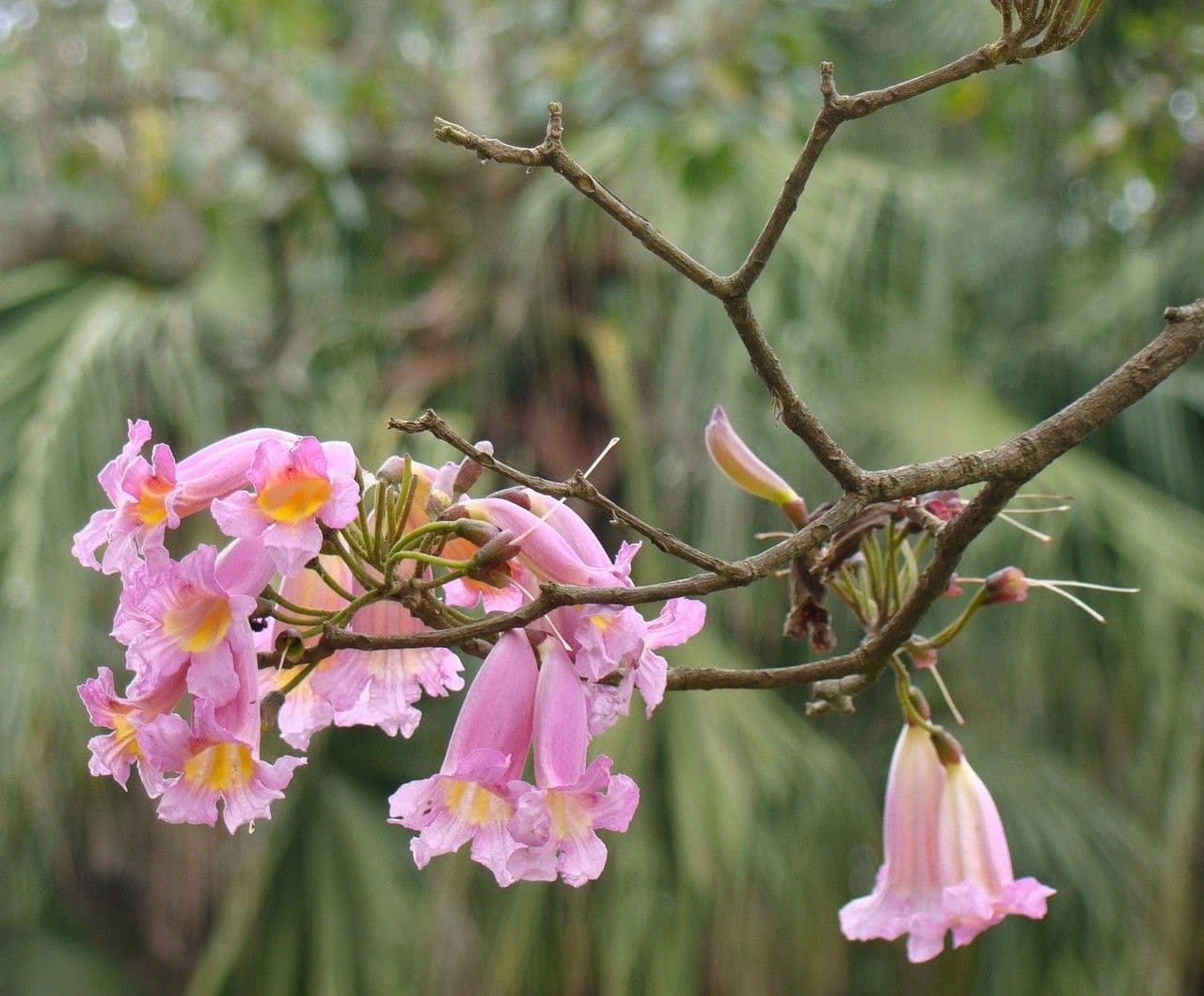 Roble blanco 7